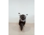 Honda PCX 125 2025